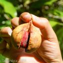 Banda Neira nutmeg