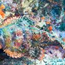 Scorpionfish