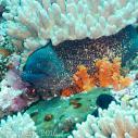 Moray eel
