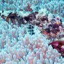 Scorpionfish on coral