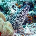 White spotted moray eel