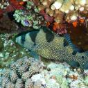 Spotted soapfish
