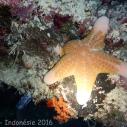 Granulated sea star