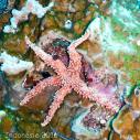 Sea star