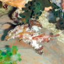 Leaf scorpionfish