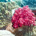 Soft coral