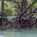Mangrove