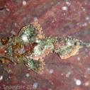 Scorpionfish
