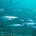 School of barracudas