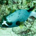 Pufferfish