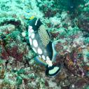 Clown triggerfish