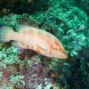 Red grouper