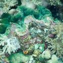 Giant clam