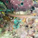 Trumpetfish