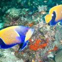 Butterfly fish