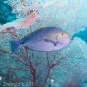 Surgeonfish