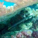 Trumpetfish