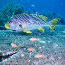 Diagonal banded sweetlips