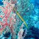 Trumpetfish and soft coral