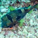 Porcupine fish