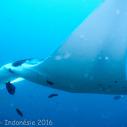 Manta ray