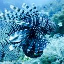 Lion fish