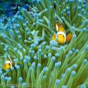 Clown fish