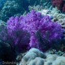 Soft coral