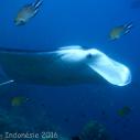 Manta ray