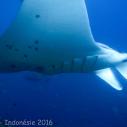 Manta ray