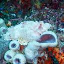 Scorpionfish