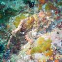 Scorpionfish