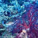 Cardinal fish and red coral