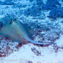 Yellow stingray