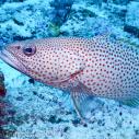 Red spotted white grouper