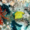 Yellow spotted pufferfish