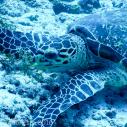 Hawksbill turtle meal