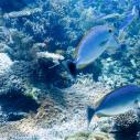 Rabbitfish