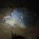 Turtle laying eggs