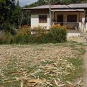 Bark drying at paper making workshop