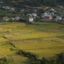 Rice fields