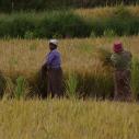 Rice harvesting