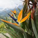 Bird of paradise