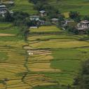 Rice field near Khamsum Yulley Namgyai temple