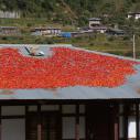 Drying chili