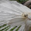 Paon blanc