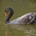 Cygne noir