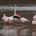 Flamant rose