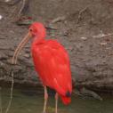 Ibis rouge