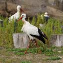 Cigognes